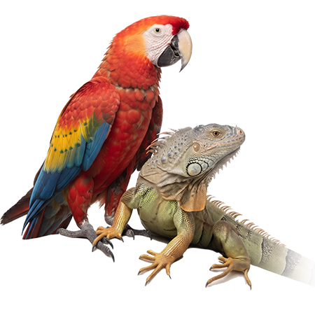 Aves e Répteis